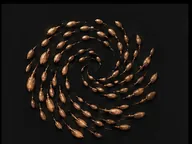Zephyr Swarm insignia